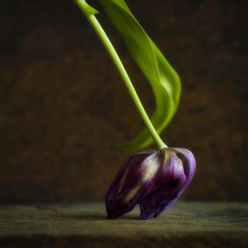 Millennium Images