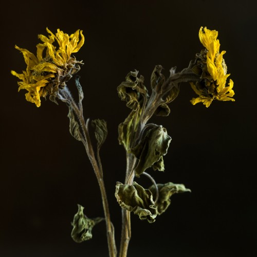 Millennium Images