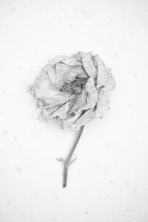 Millennium Images